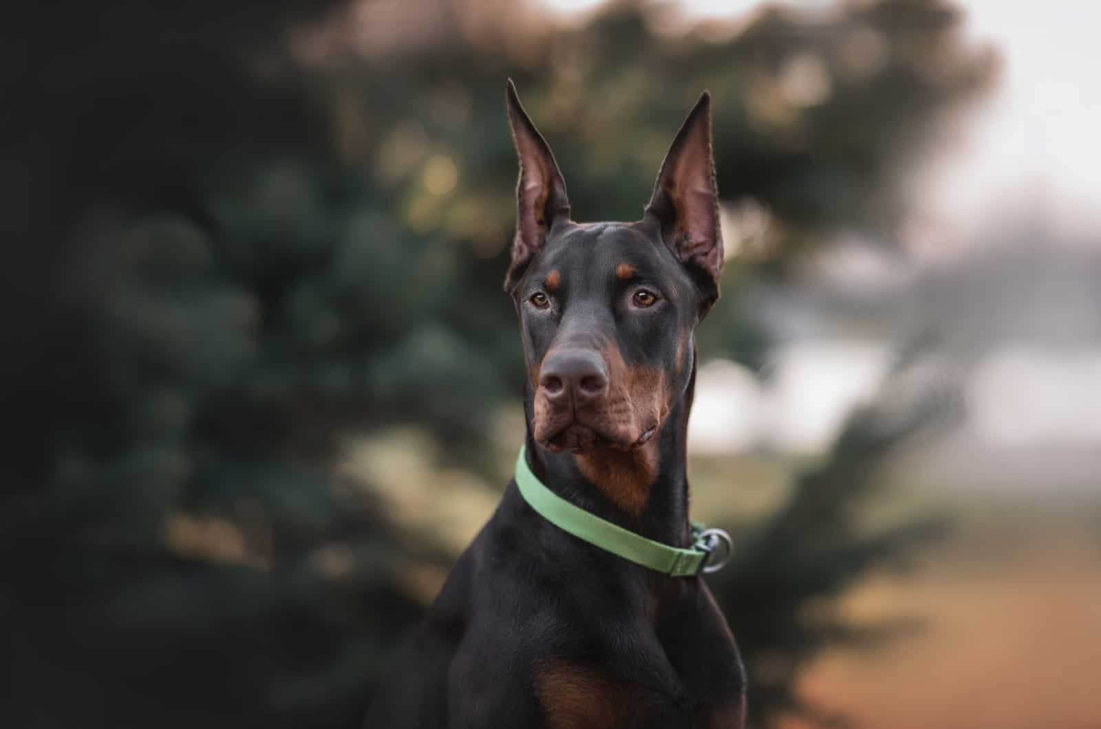 doberman usando un collar