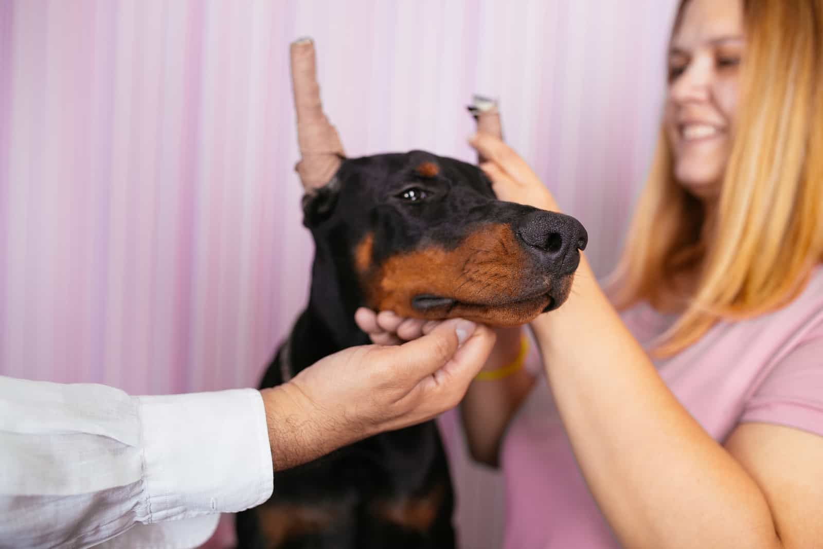 doberman con orejas cortadas en el veterinario