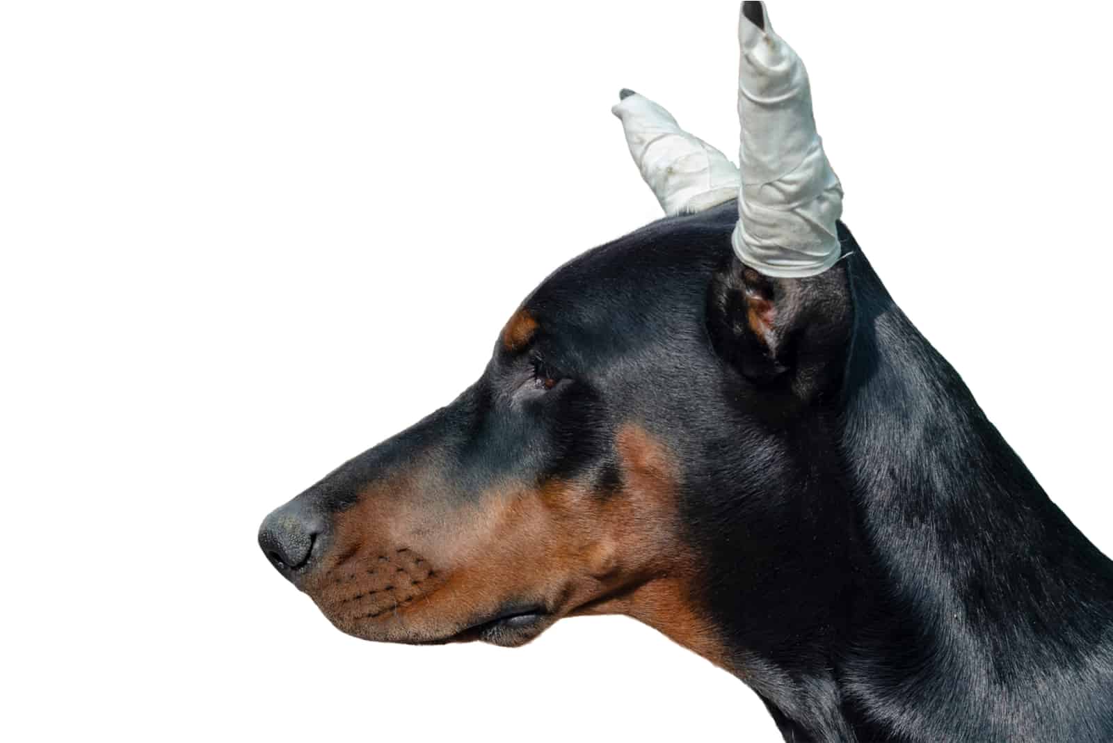 doberman con orejas cortadas