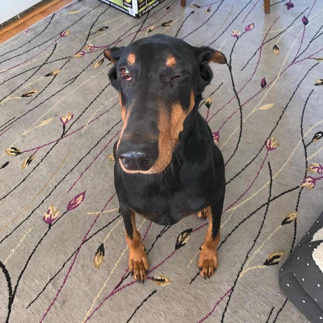 doberman con síndrome de horner