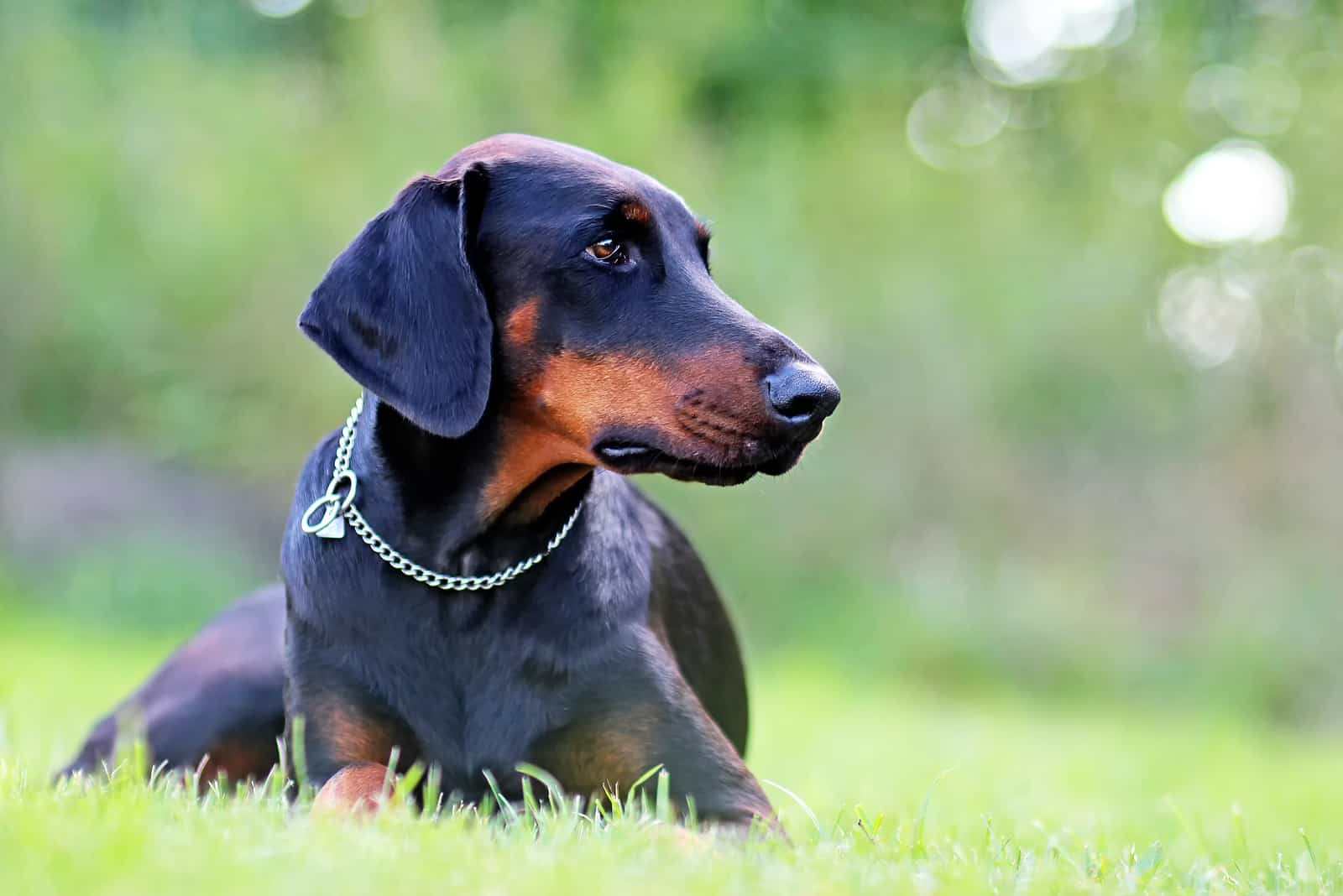 doberman con orejas sin cortar sentado