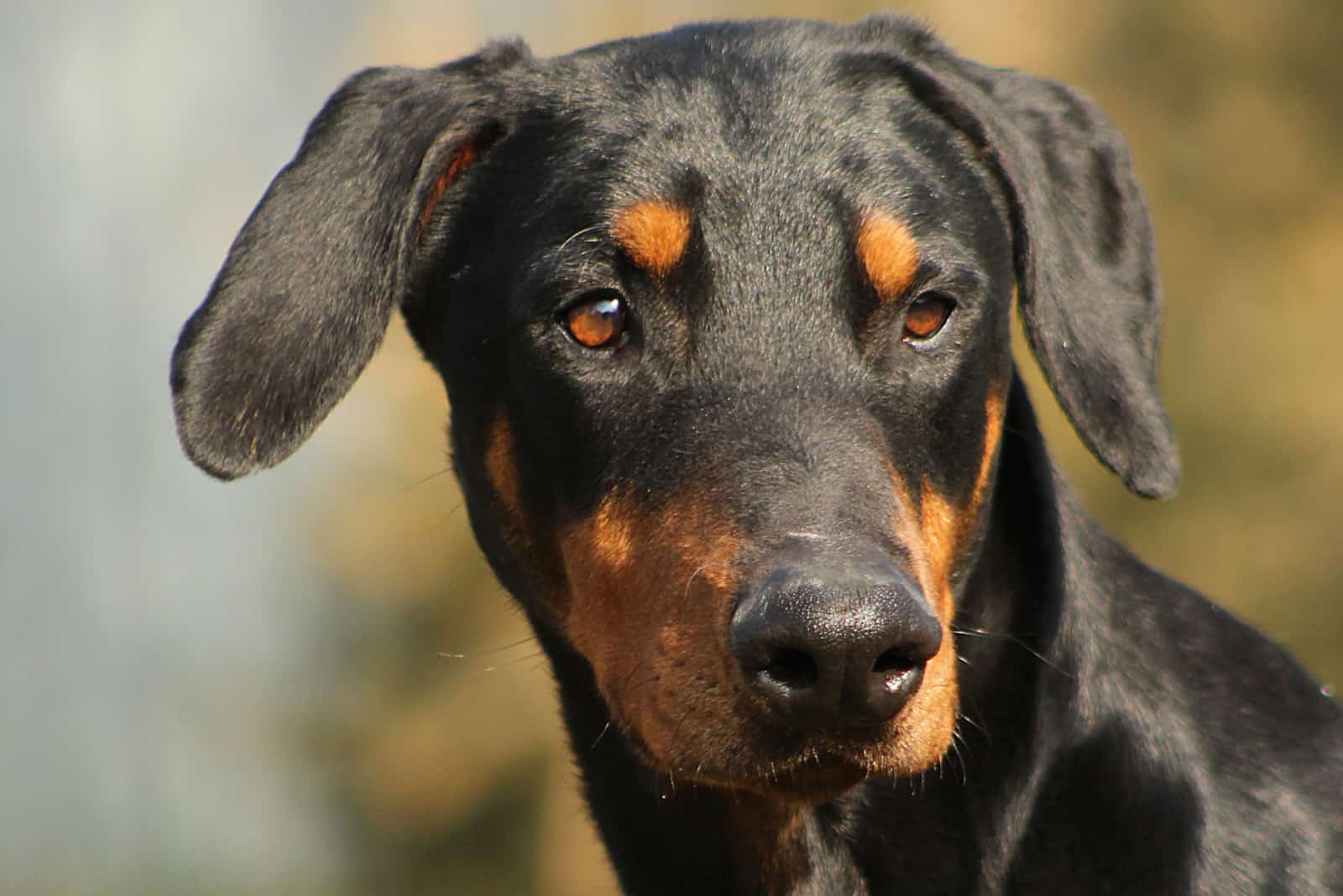 doberman con orejas sin cortar