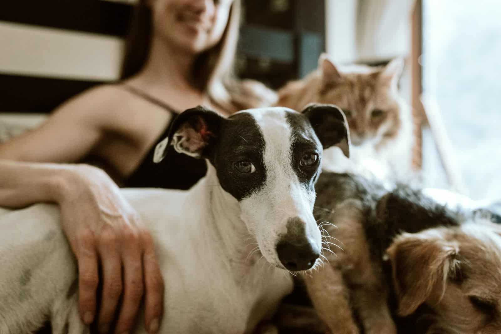perro y gato en el regazo de una mujer