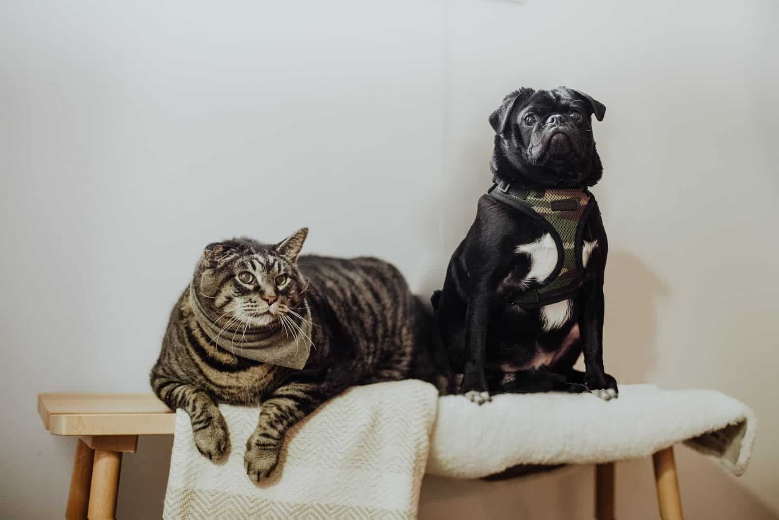 perro y gato sentados en una silla