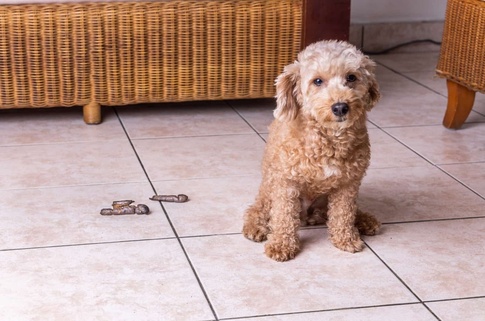 perro y popó sobre azulejos