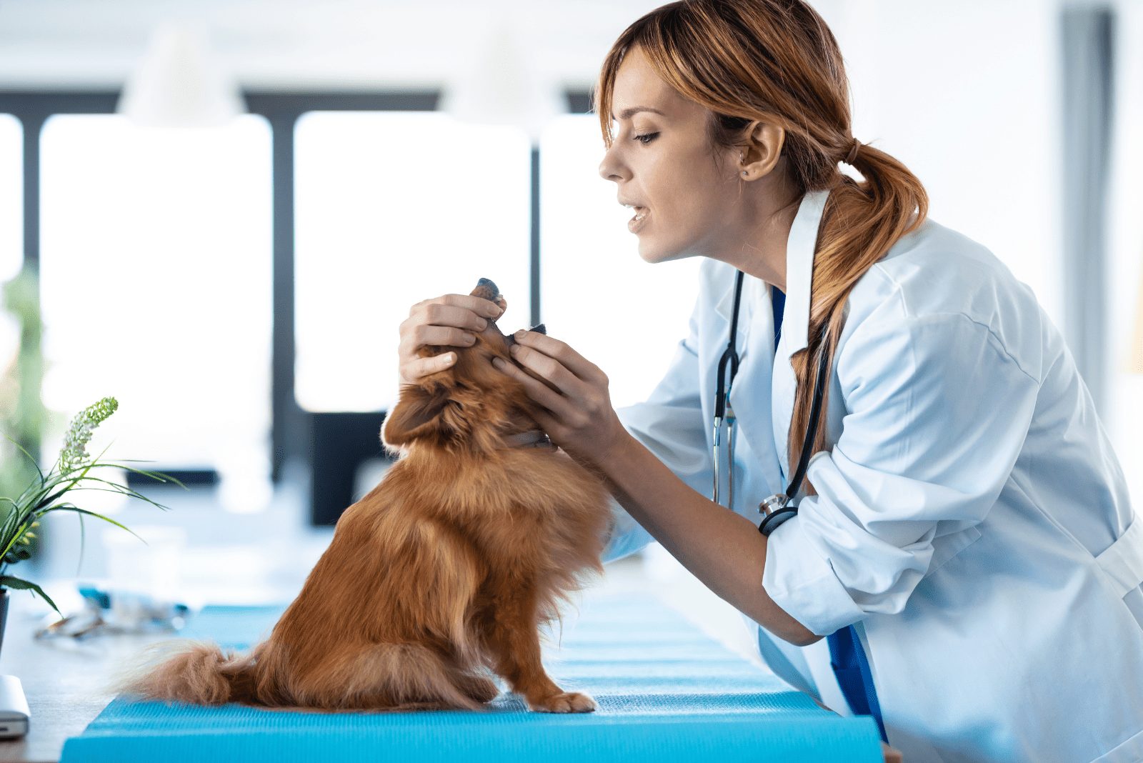 perro en el veterinario