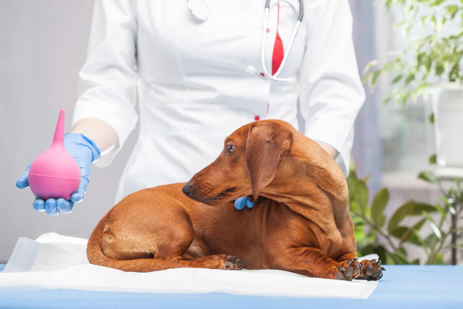 perro en el examen del veterinario