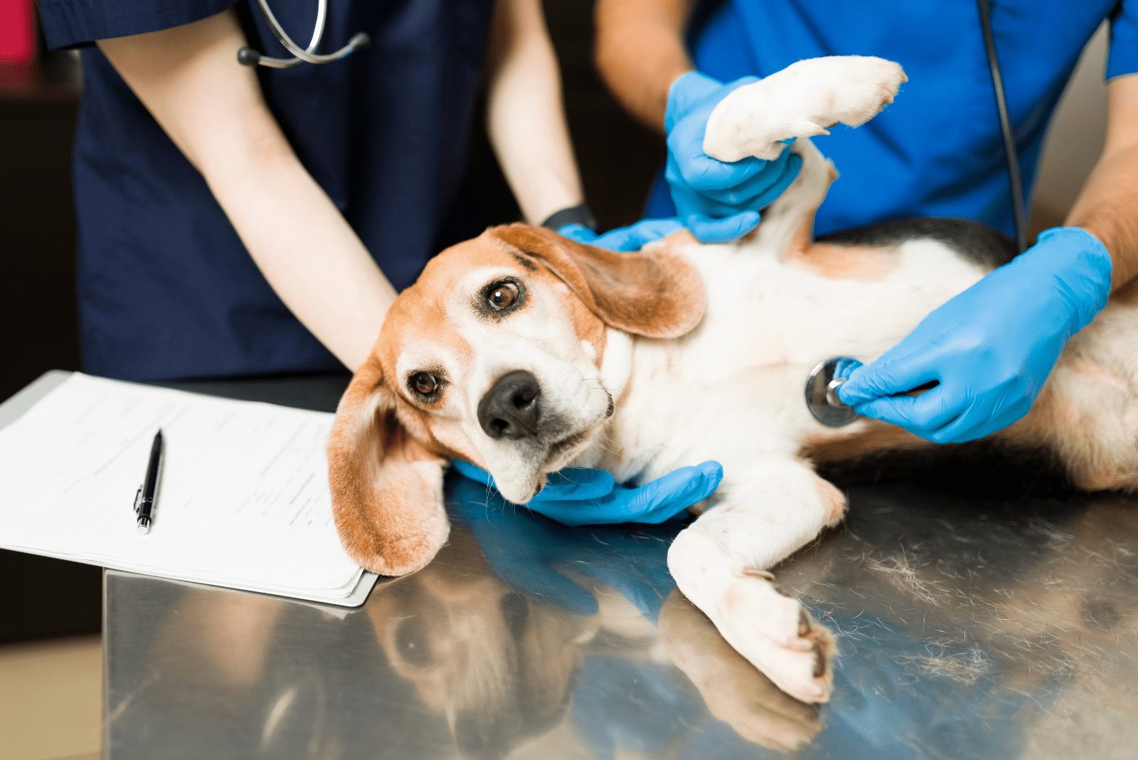perro en el examen del veterinario