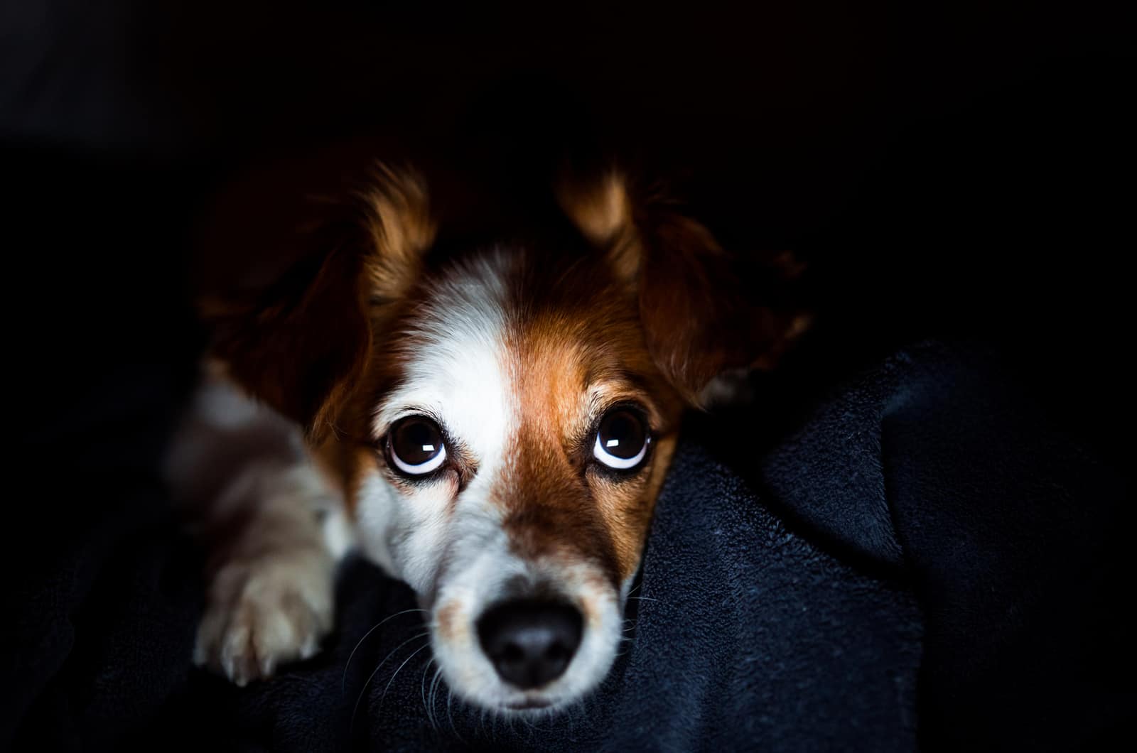 perro despierto en la oscuridad