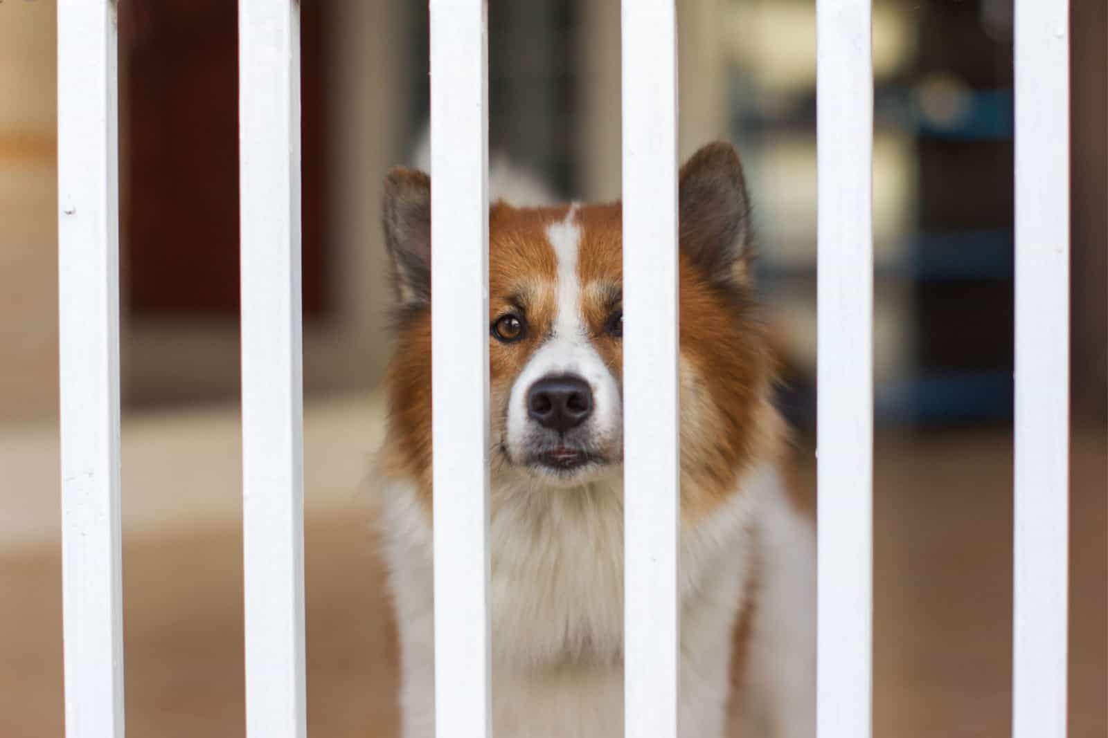 perro detrás de una cerca