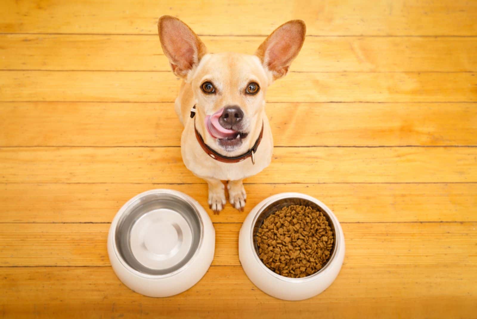 perro detrás de un cuenco de comida y un cuenco de agua