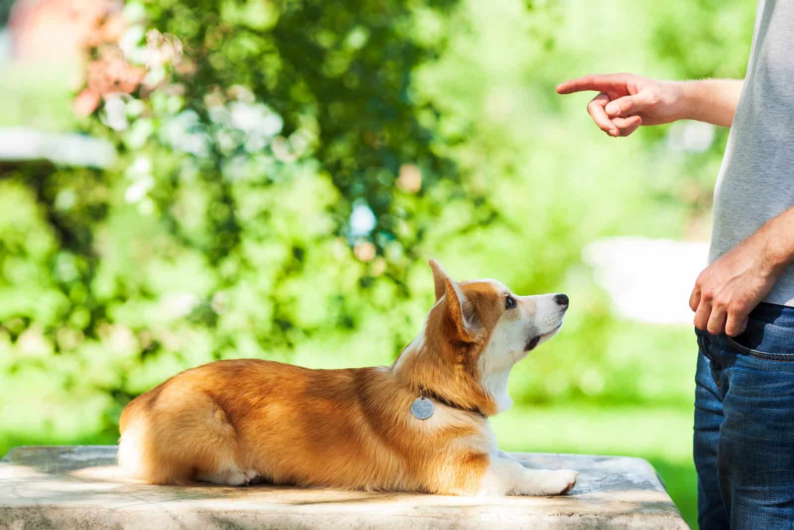 perro siendo entrenado por criadores de corgi en michigan