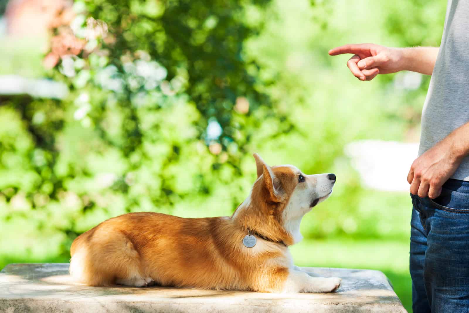 perro siendo entrenado por el propietario