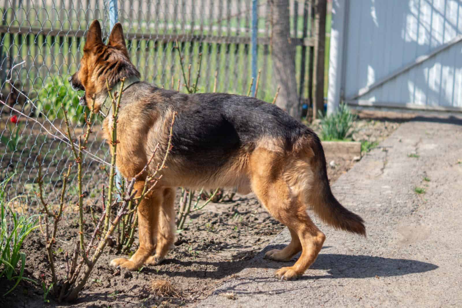 raza de perro pastor alemán en el patio