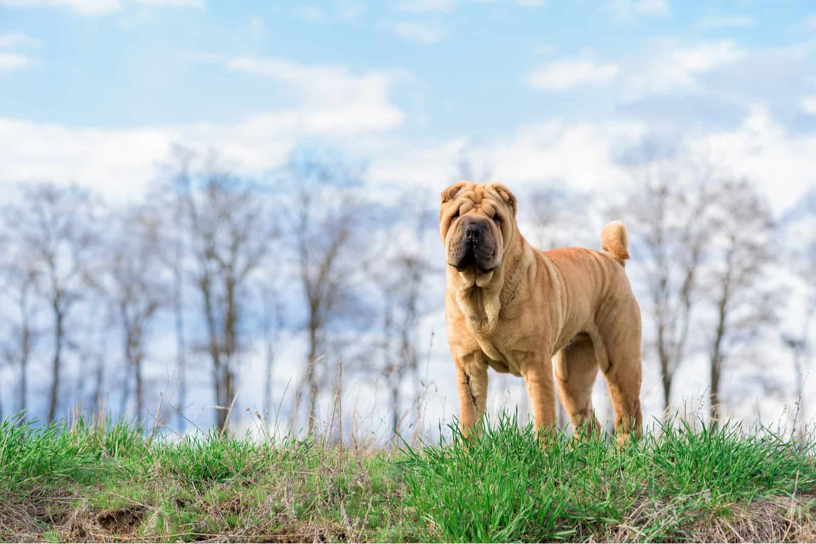 raza de perro Shar Pei en la naturaleza