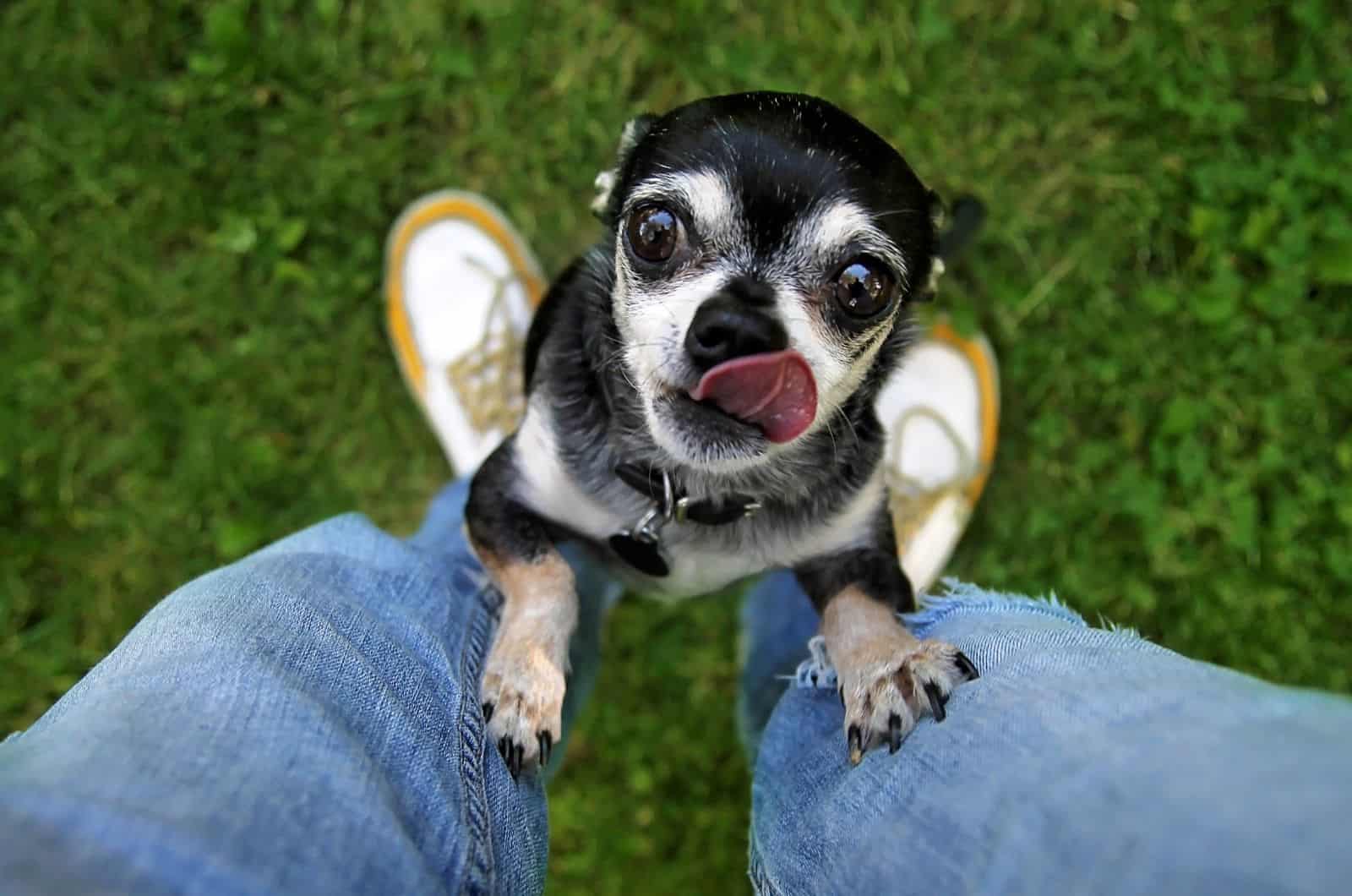 perro subiendo al dueño
