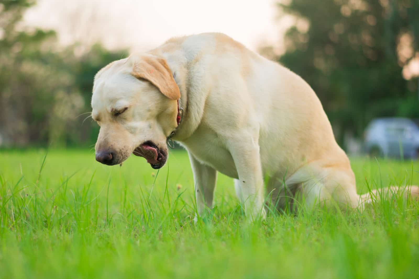 perro tosiendo