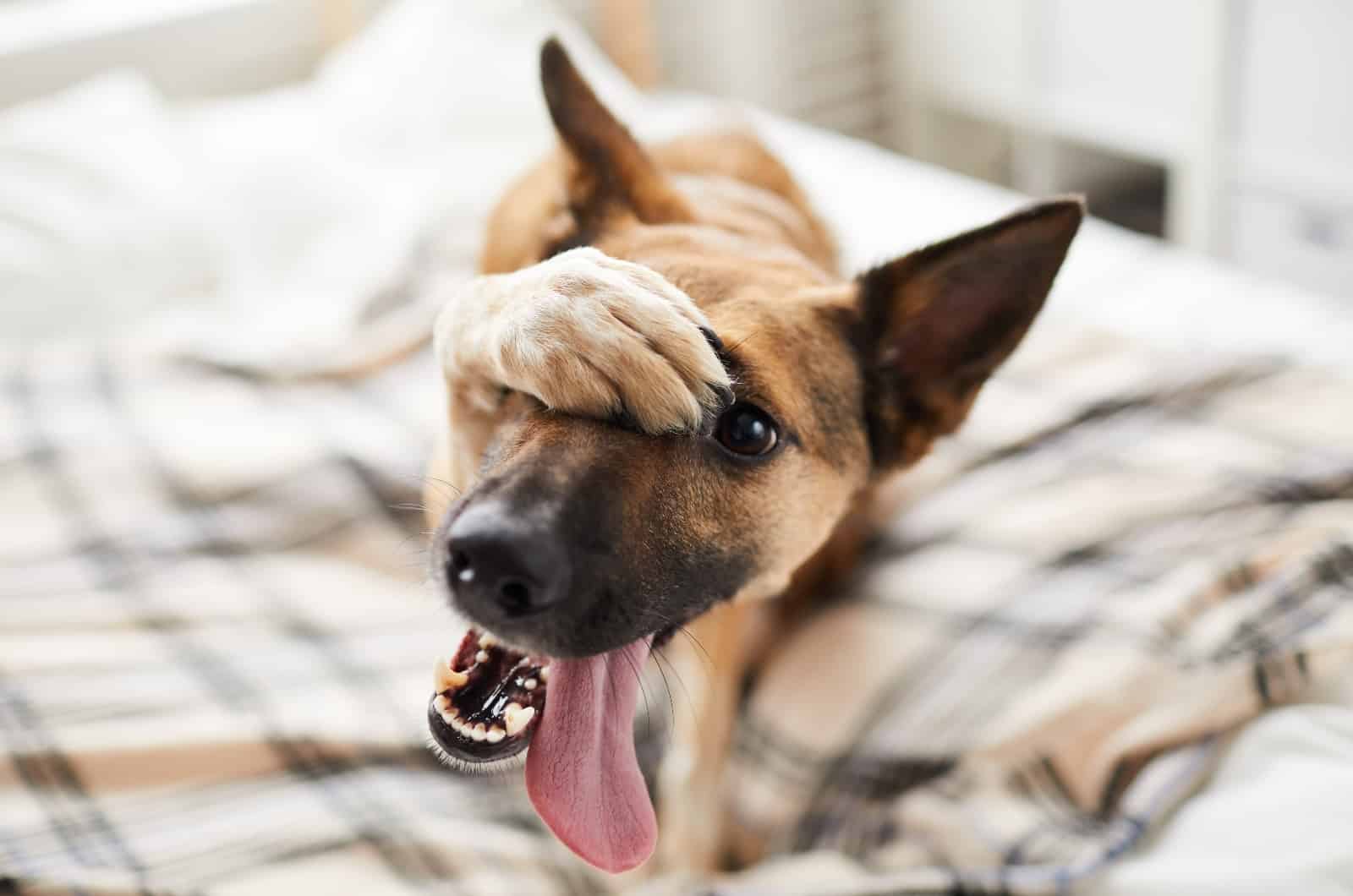 perro cubriéndose la cabeza