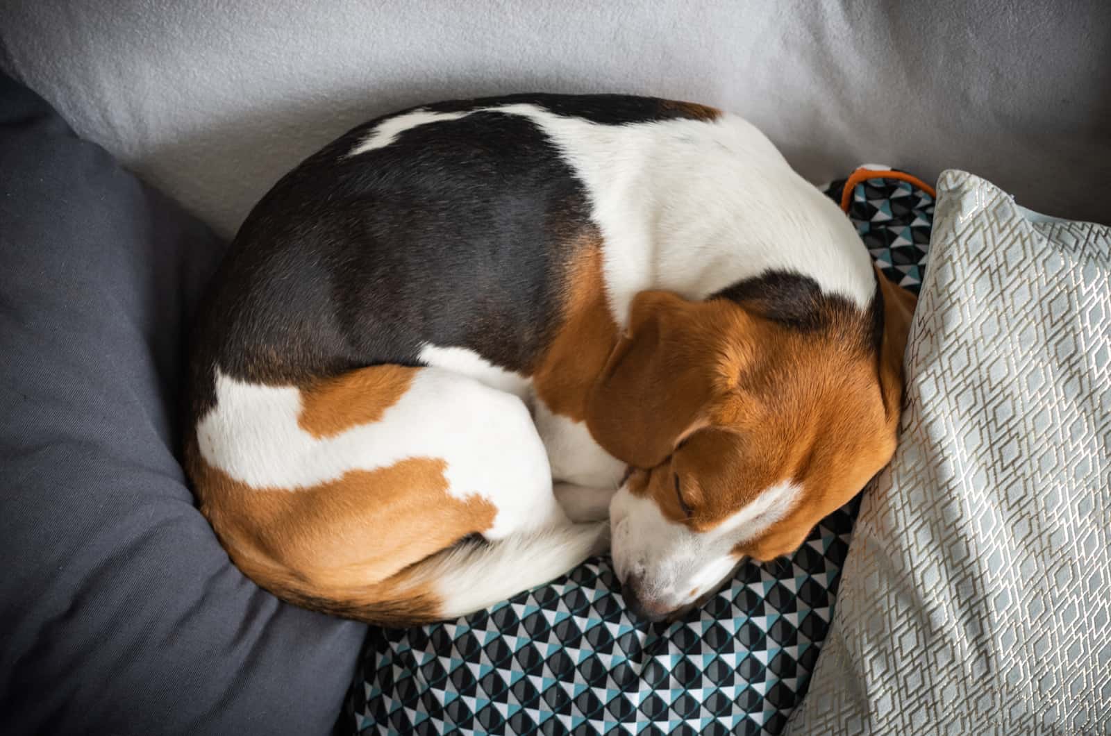 perro acurrucado durmiendo