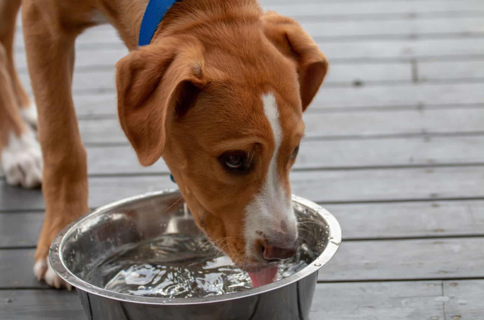 perro bebiendo agua de un cuenco