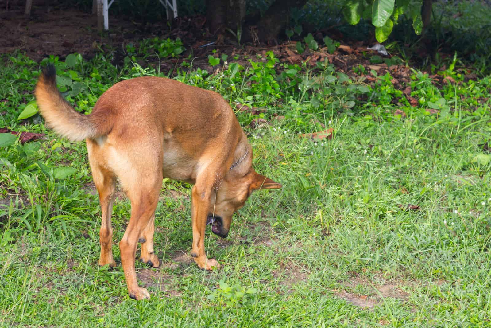 perro con arcadas secas
