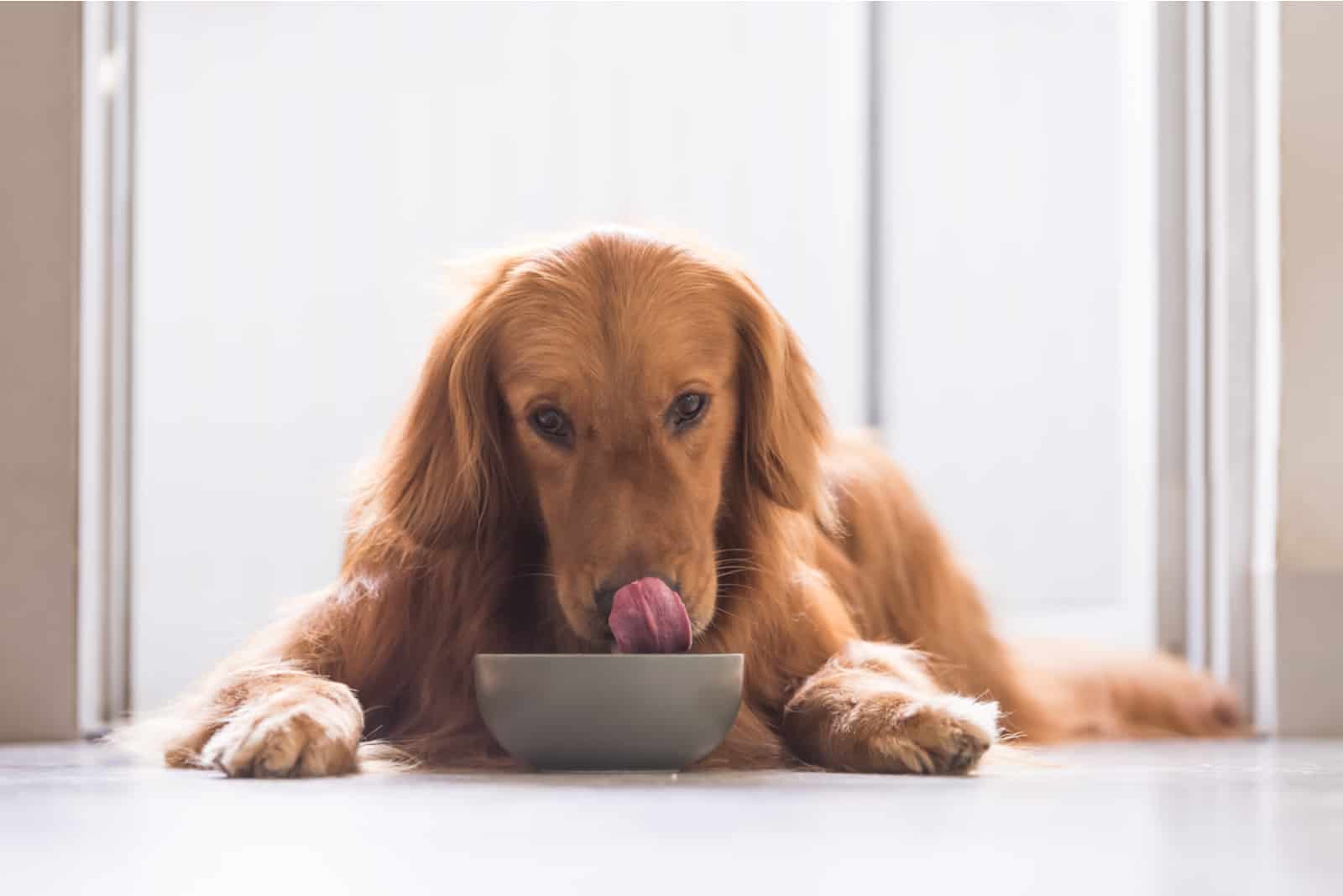 perro comiendo comida de un tazón