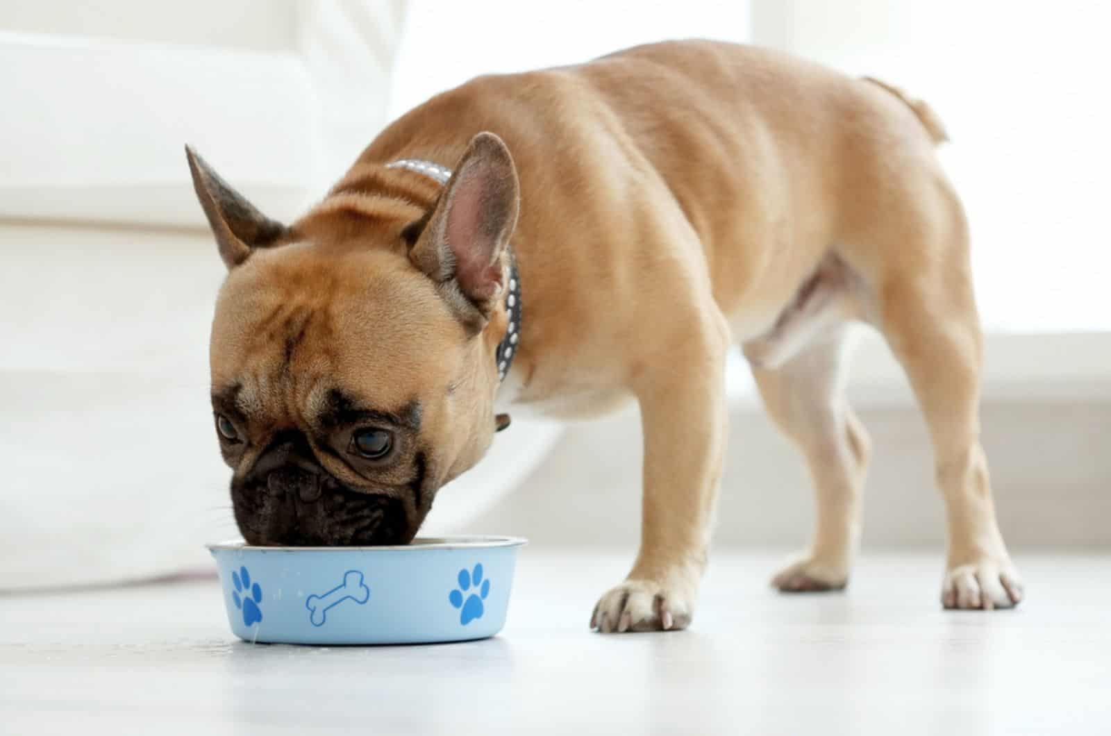 perro comiendo de un cuenco en interiores