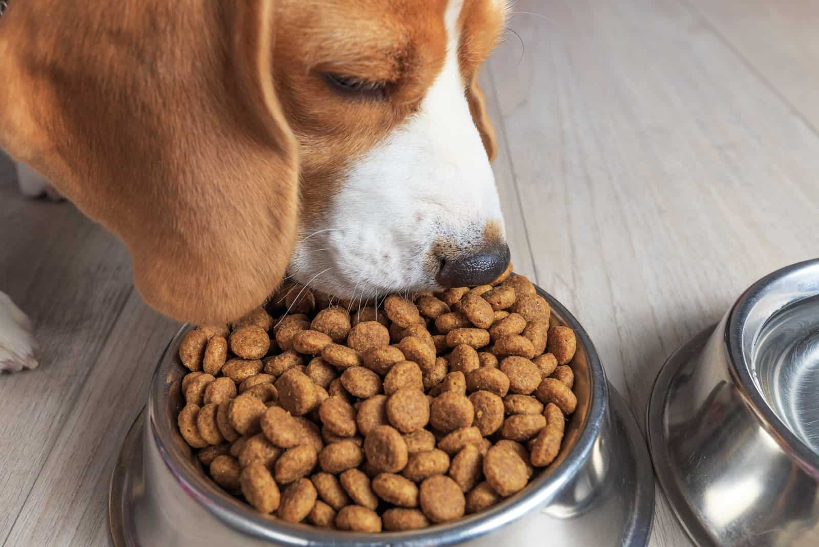 perro comiendo comida sabrosa del cuenco