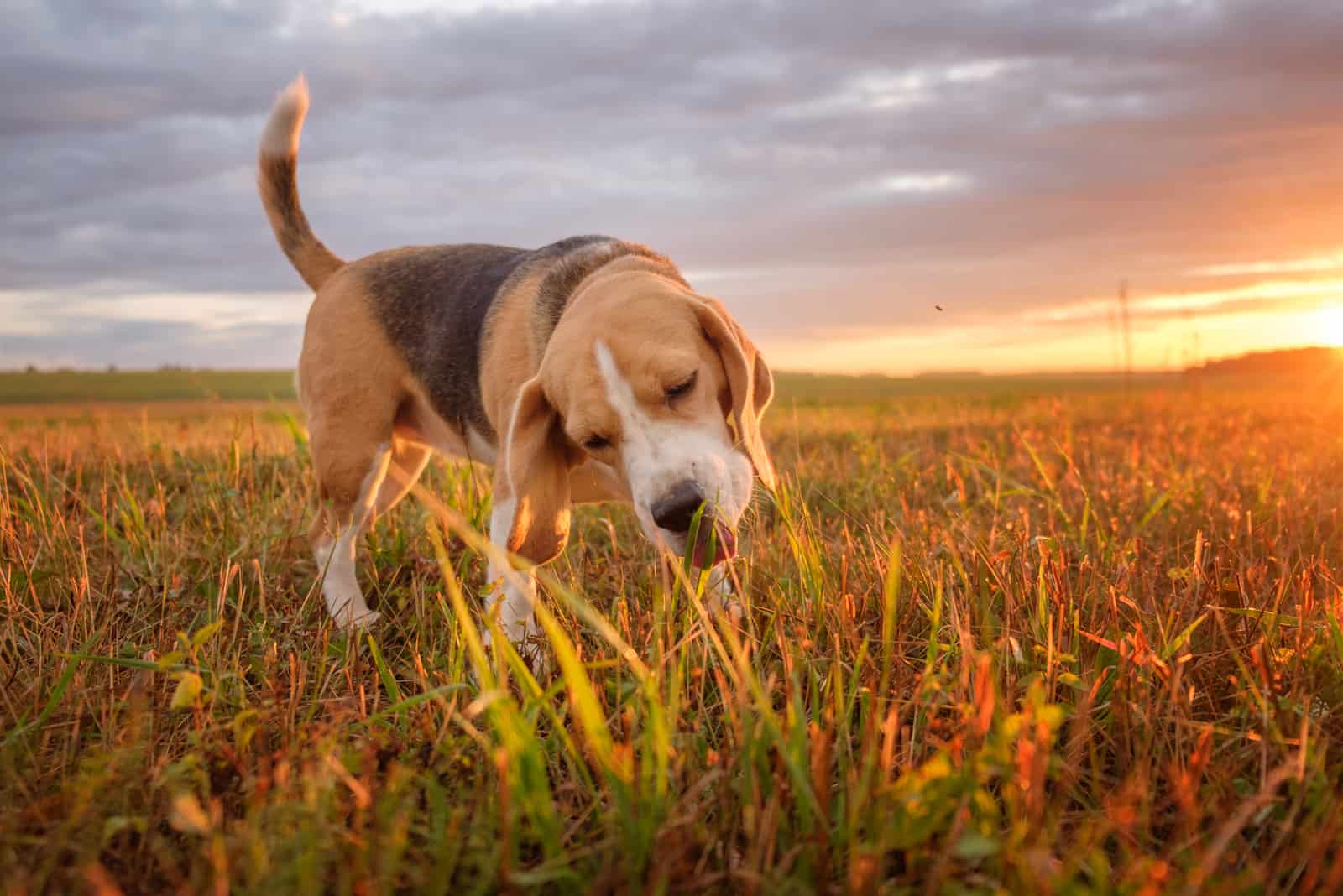 Perro Beagle comiendo hierba verde mientras camina en el prado