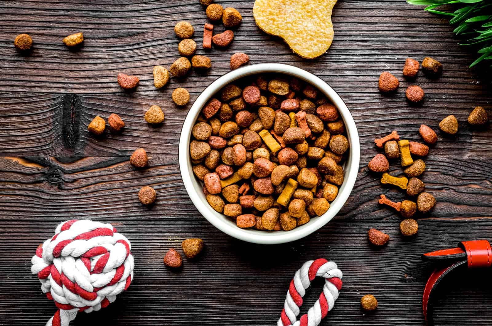 comida para perros en una mesa