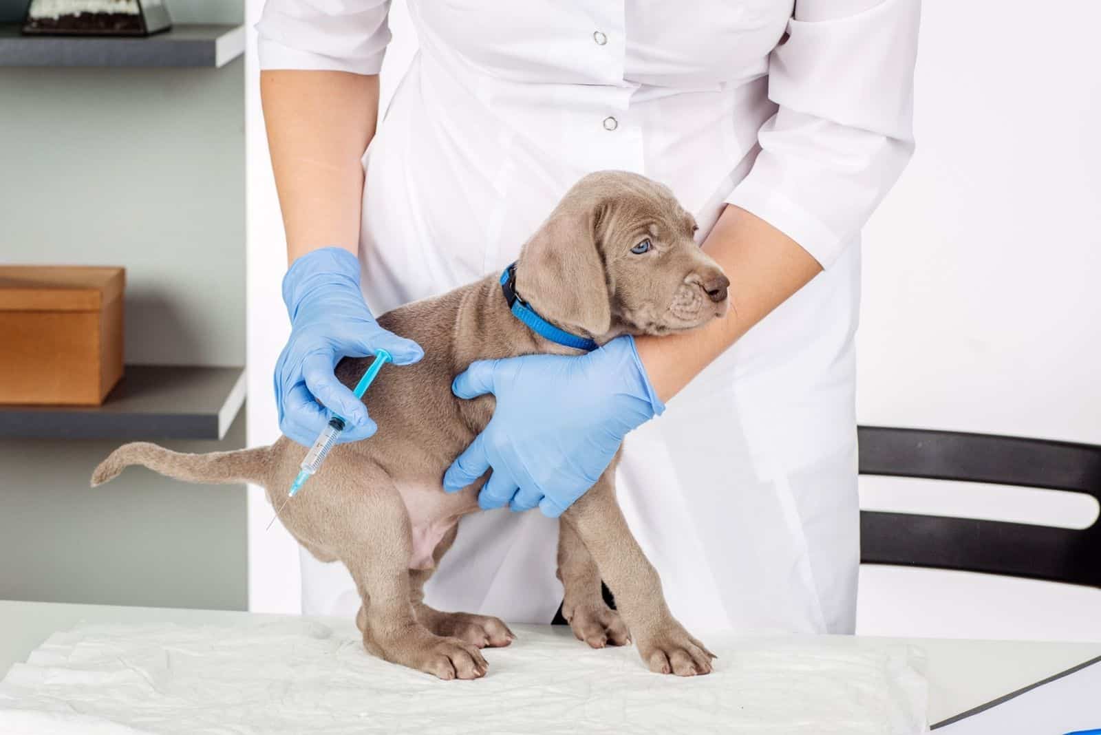 perro sostenido por el veterinario calmándola para ponerle una inyección