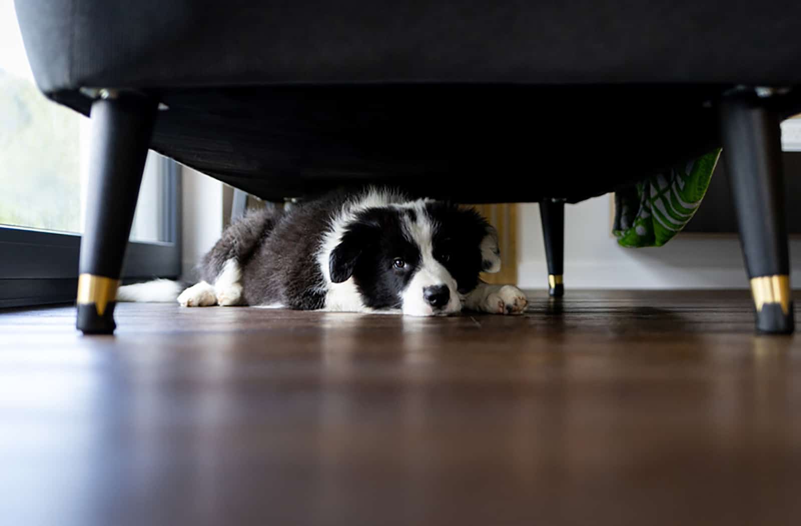 perro escondiéndose debajo del sofá en casa