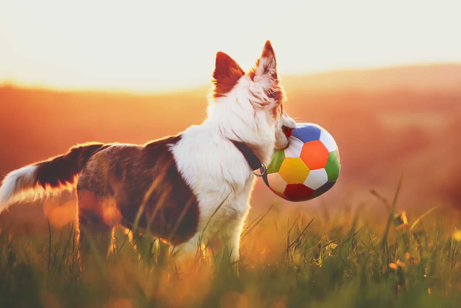 perro sosteniendo pelota mirando lejos