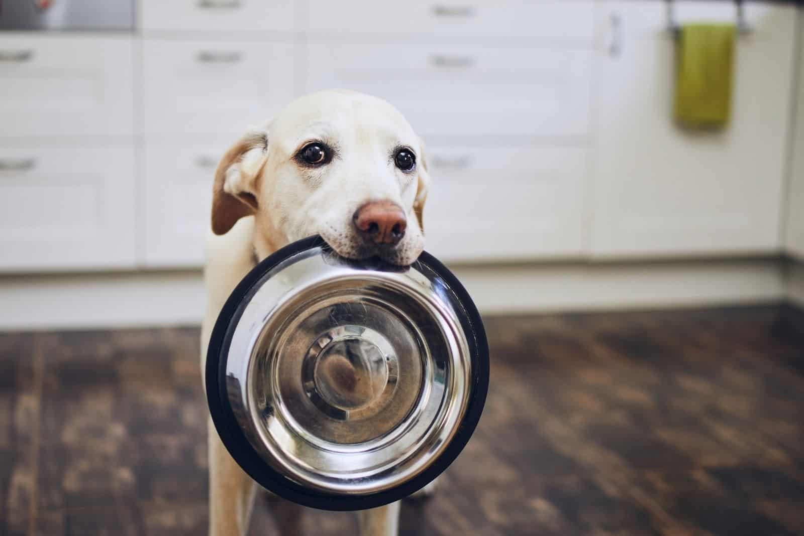 perro sosteniendo un tazón de comida en su boca