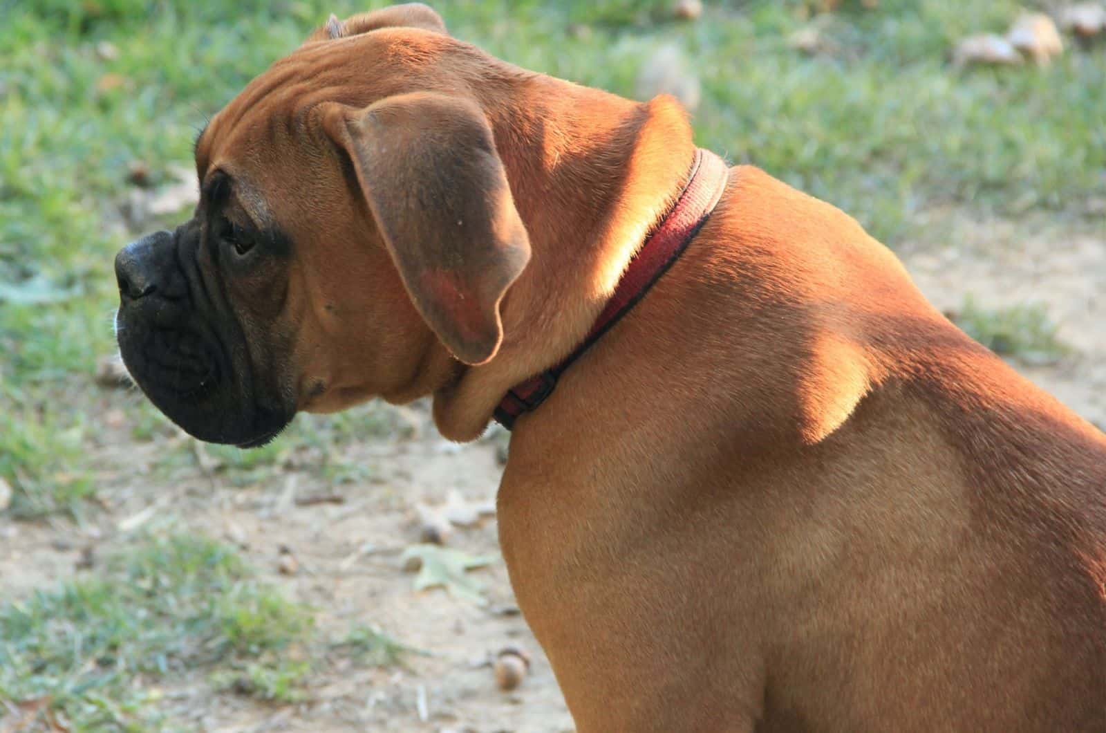 perro encorvado