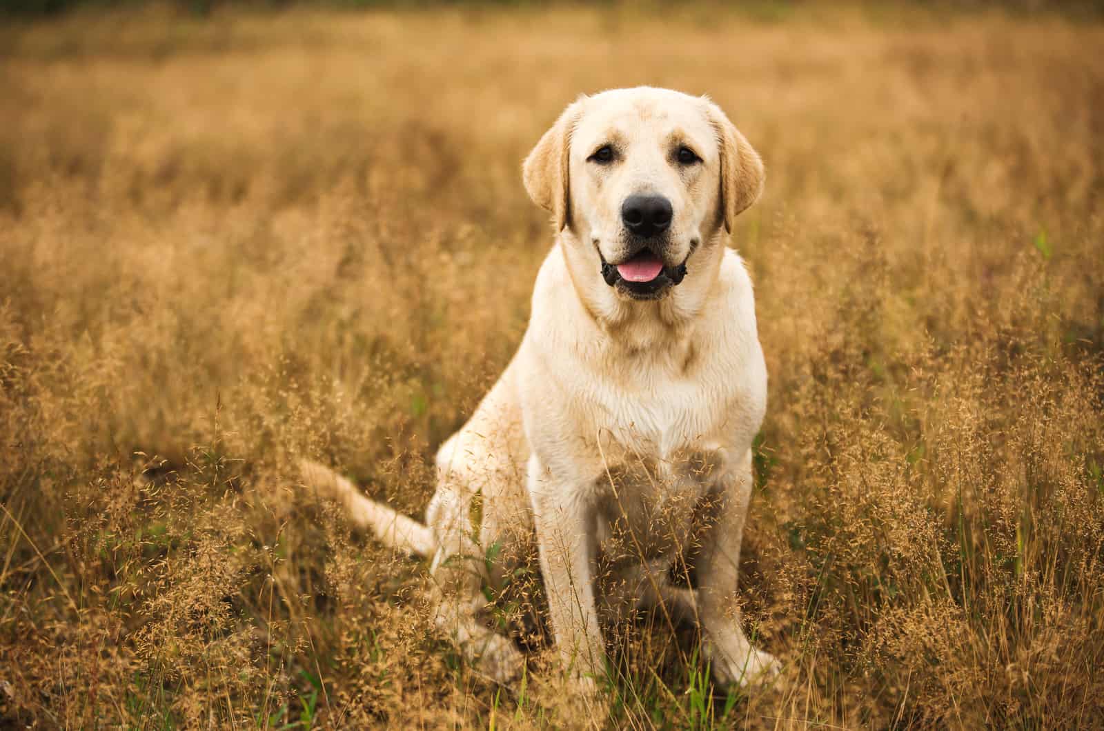 perro en un campo