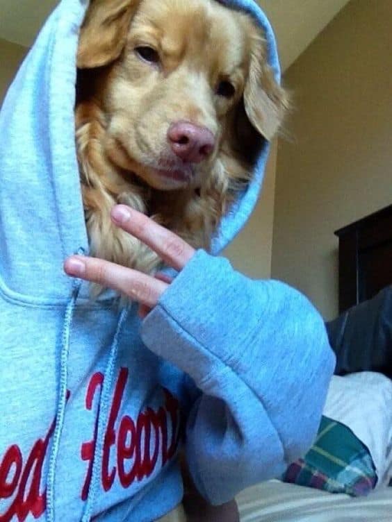 perro con sudadera posando 