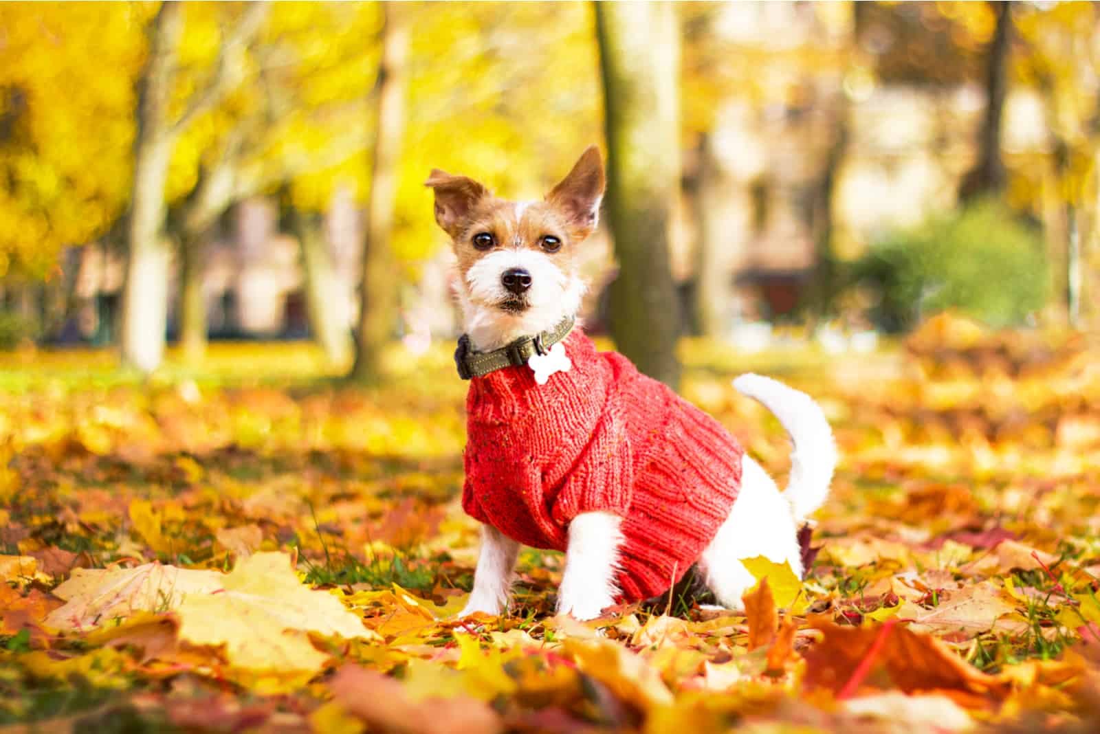 perro con suéter para perro