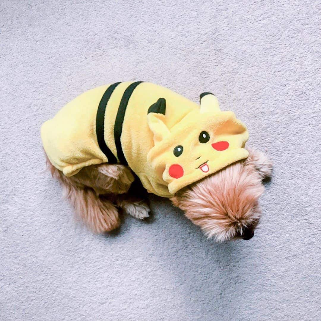 perro con disfraz de pikachu