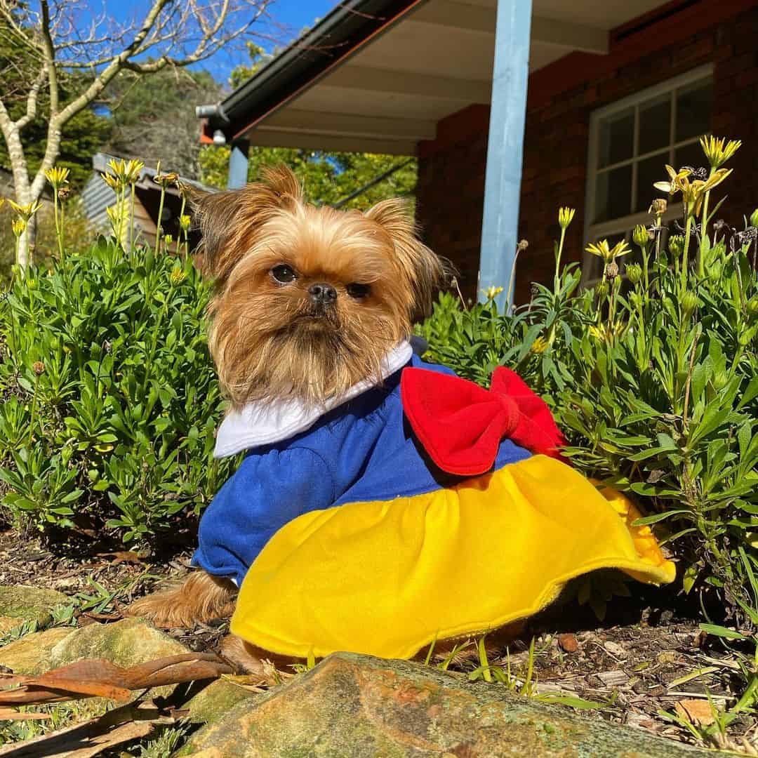 perro con disfraz de blancanieves