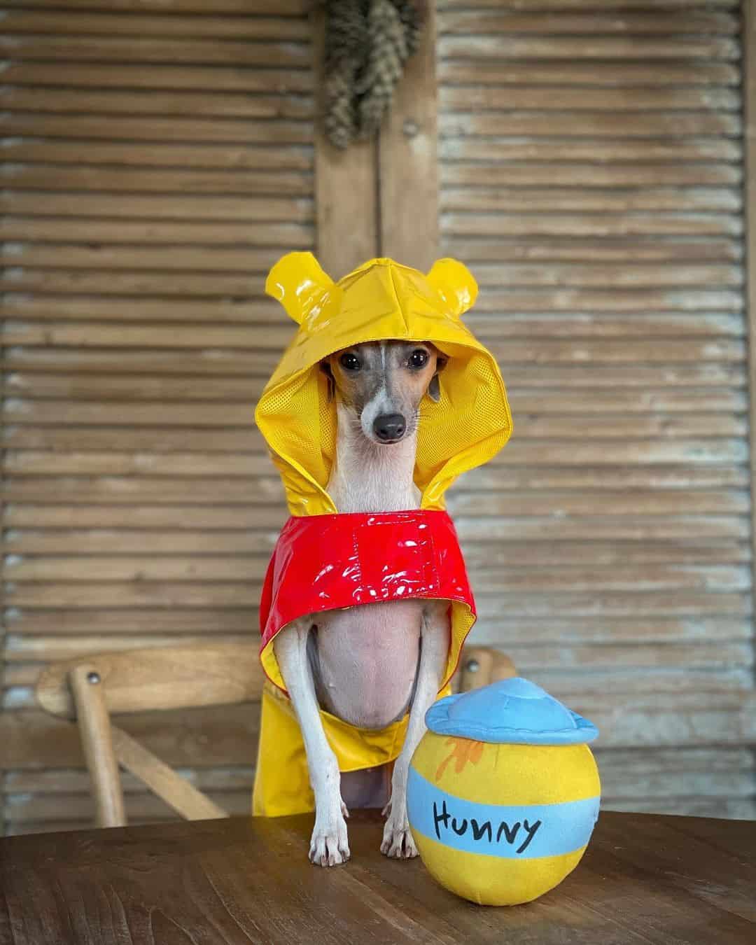 perro con disfraz de winnie the pooh