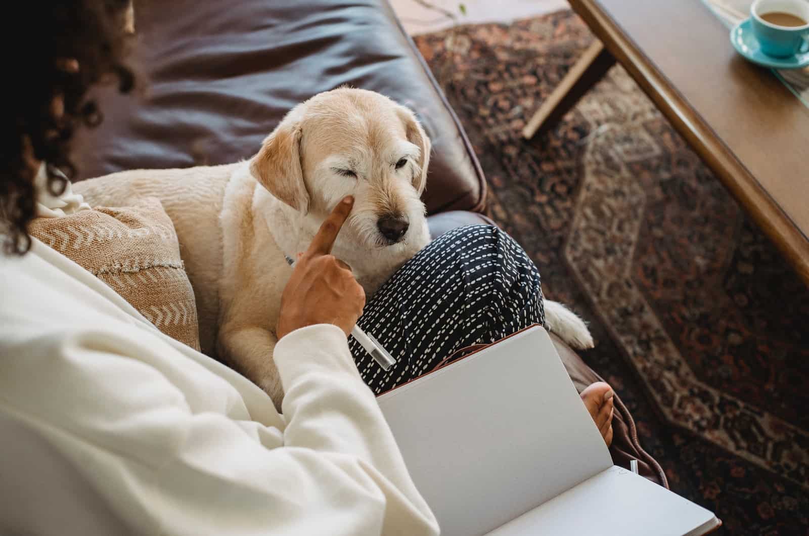 perro en el regazo de una mujer