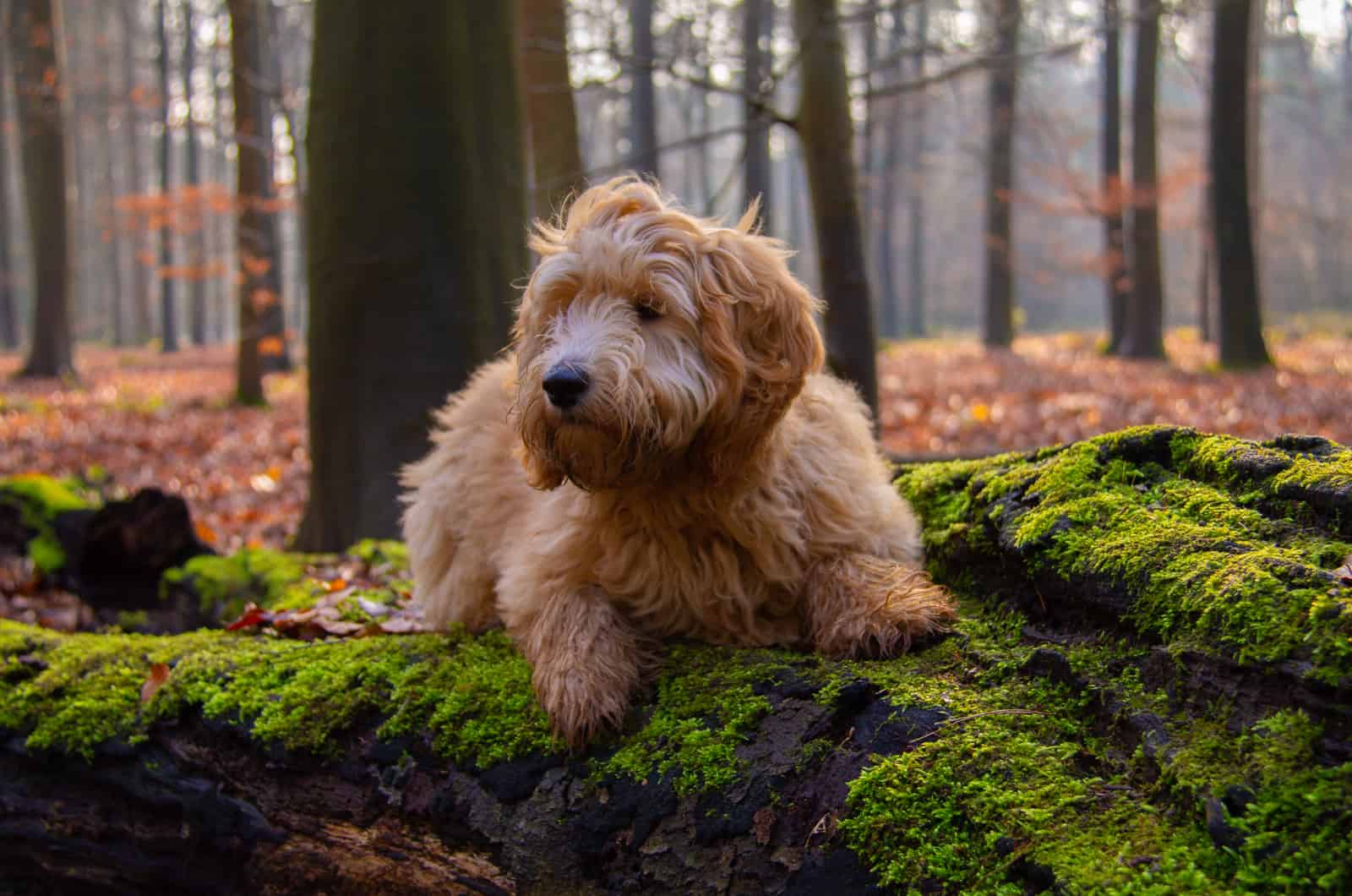 perro en el bosque