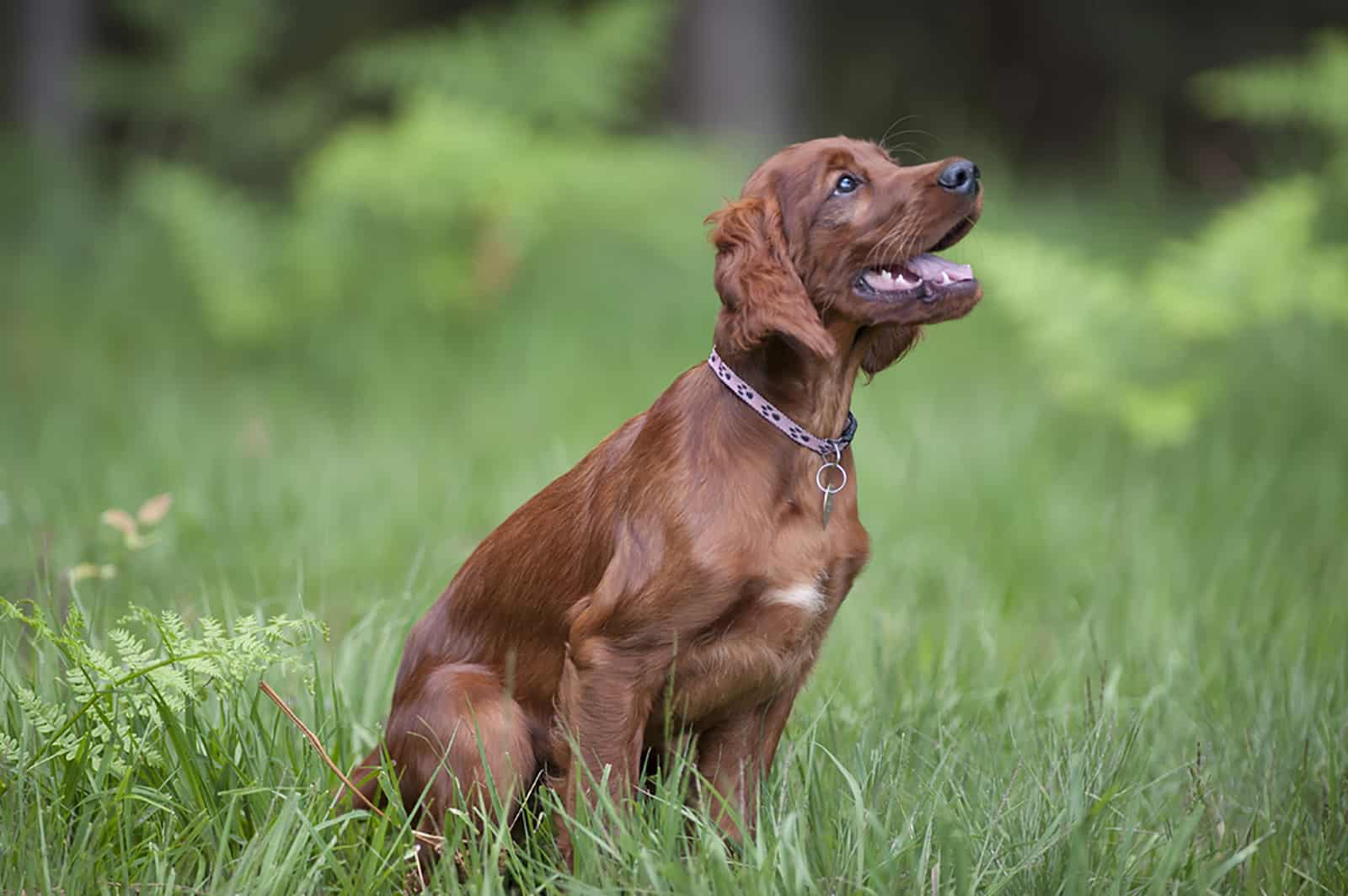 el perro se frota su trasero por el suelo