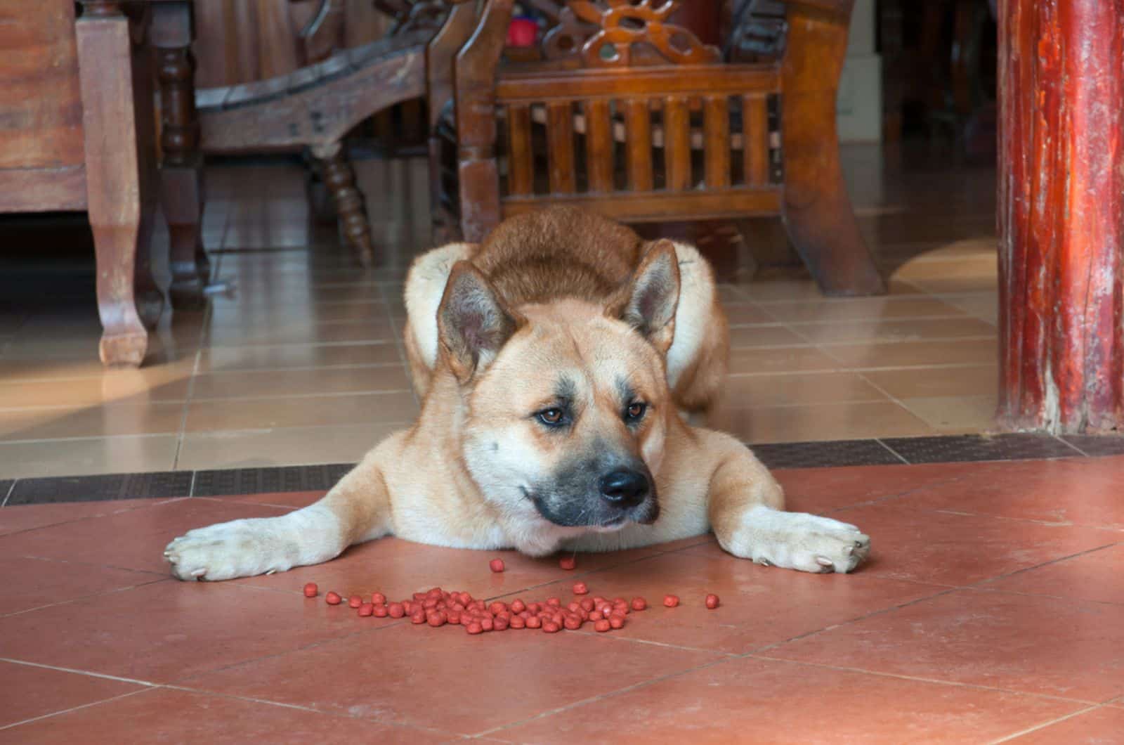 el perro no tiene ganas de comer tumbado en el suelo