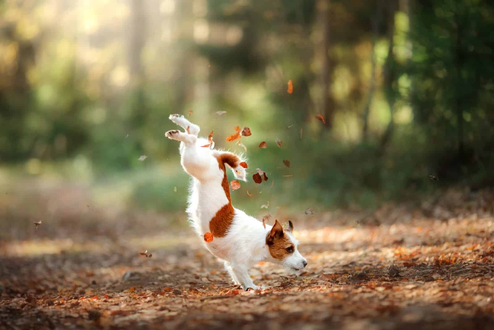 perro Jack Russel jugando en el bosque otoñal