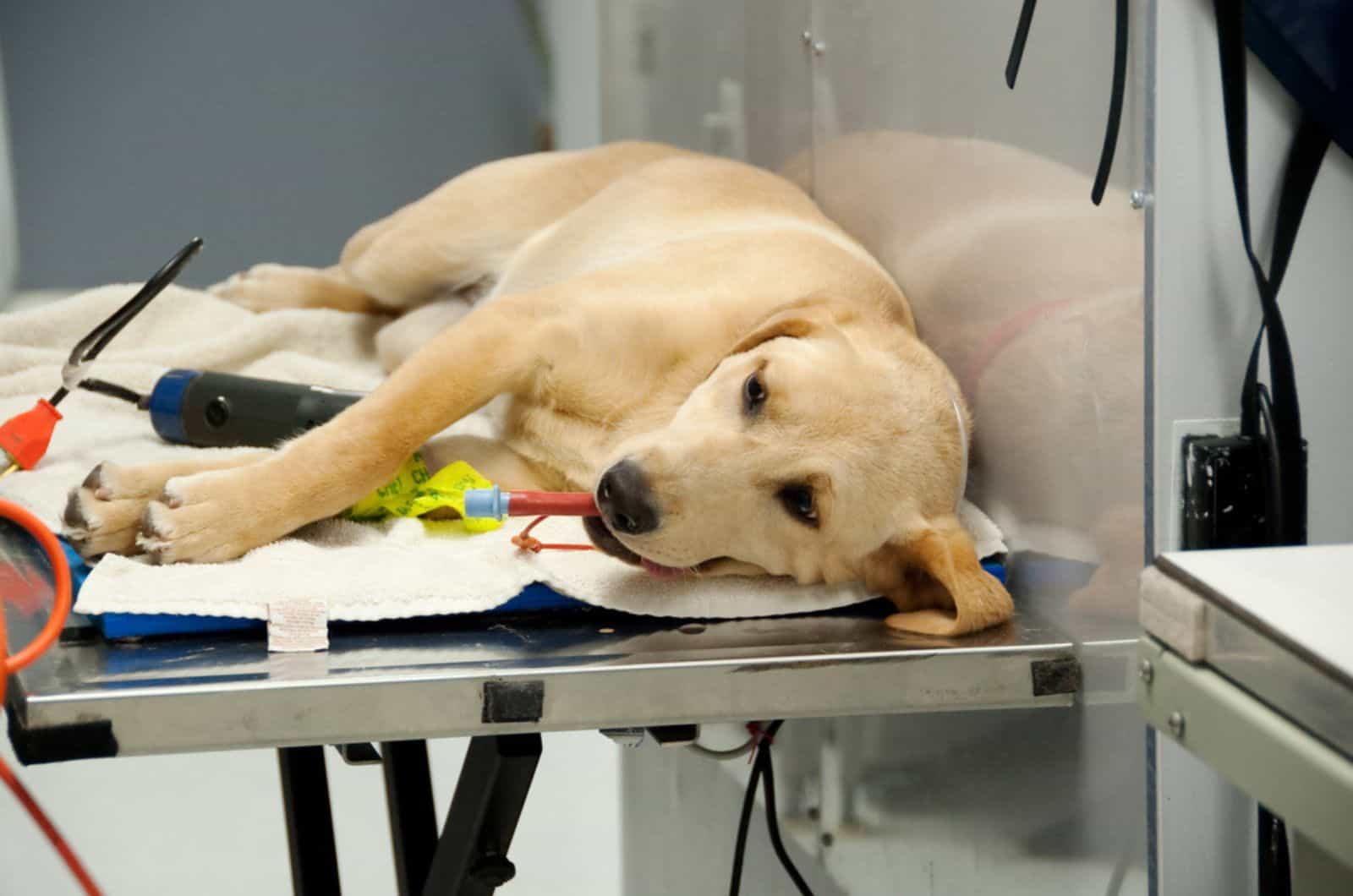 perro acostado en la mesa del veterinario