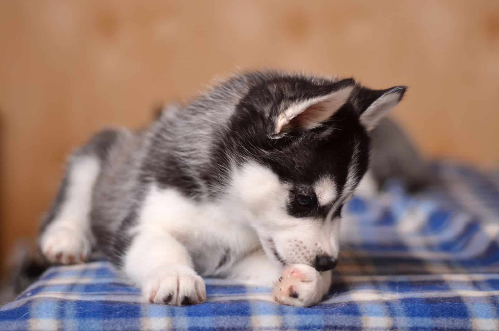 perro lamiendo su pelaje