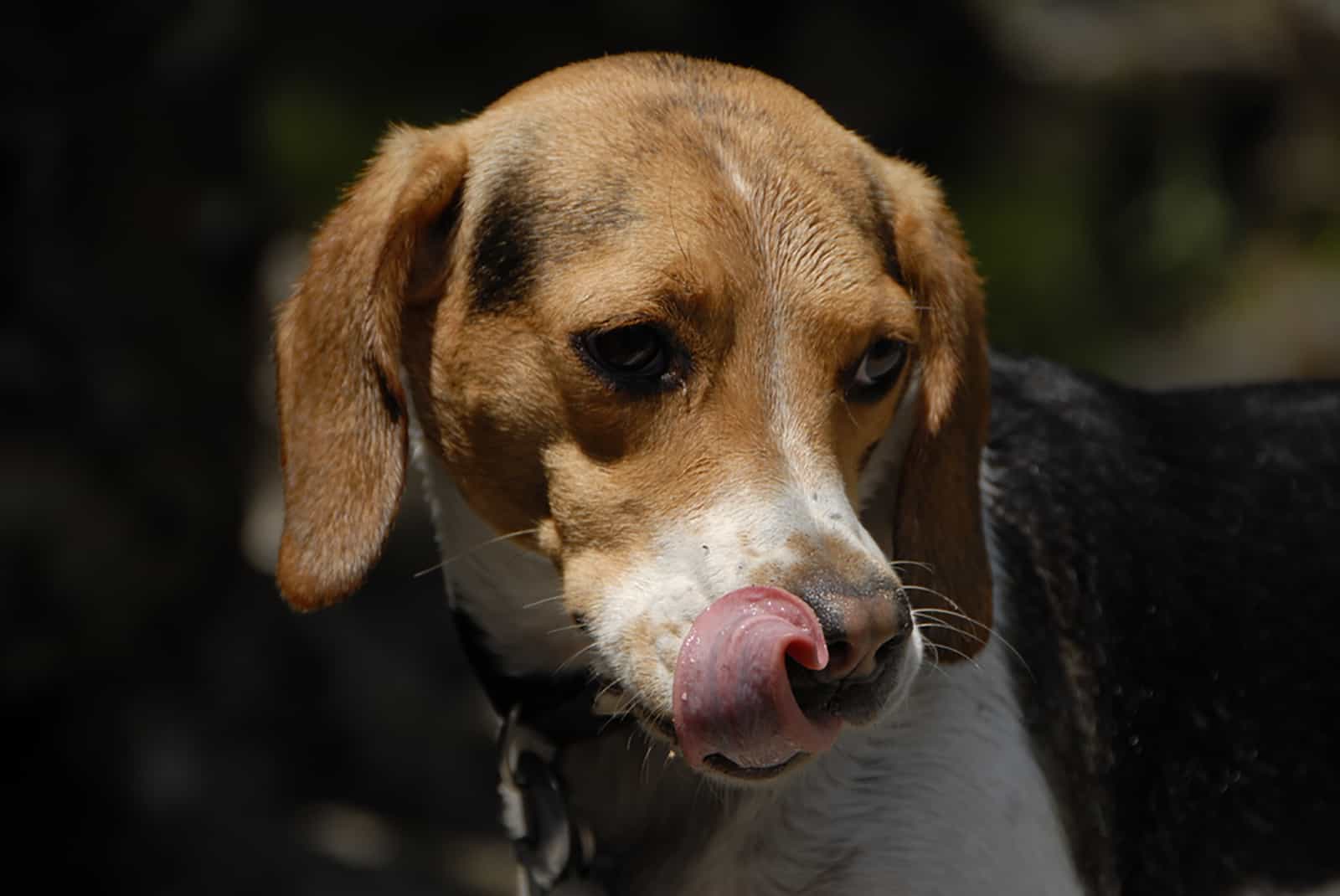 perro lamiéndose la boca al aire libre
