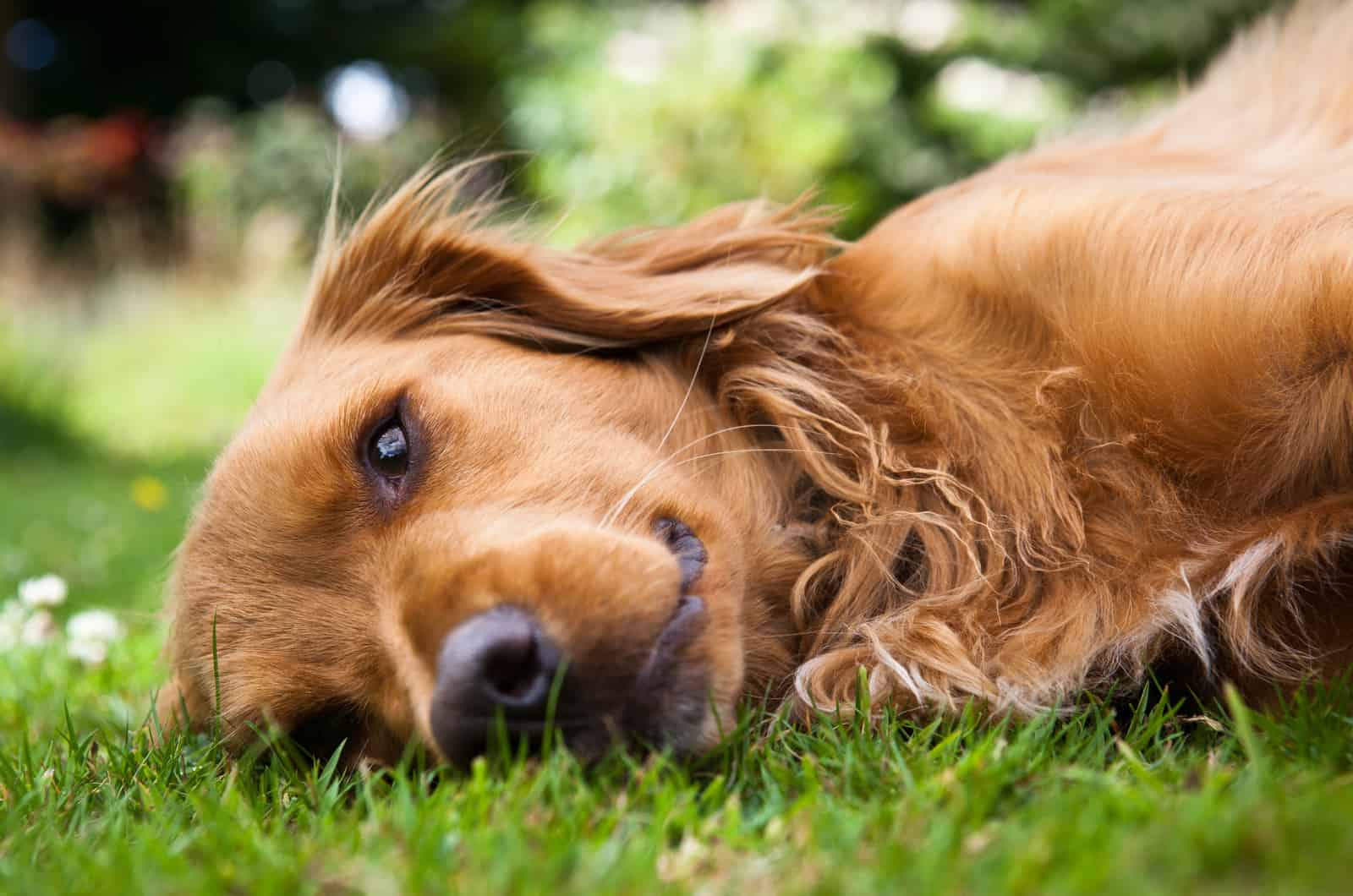 perro acostado en hierba